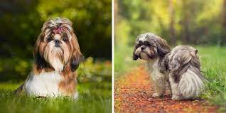 Effectieve Shih Tzu Verzorgingstips voor een Gezonde en Gelukkige Hond