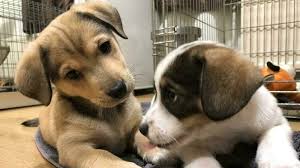 Kwispelende Staartjes: Een Nieuwe Start voor Asiel Honden Pups