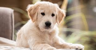 Het Opvoeden en Verzorgen van Lieve Honden Pups