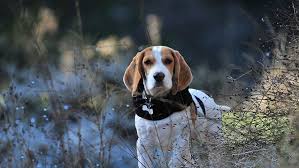 Prachtige Beagle: Een Levendige Hond Met Karakter