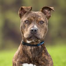 Kracht en Liefde: De Pitbull Hond – Een Sterke En Trouwe Metgezel