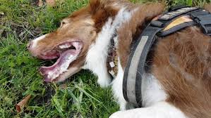 Alles Over Epilepsie bij Honden: Symptomen, Diagnose en Behandeling