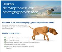 hond artrose