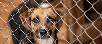 De Vreugde van het Adopteren van een Hond uit het Asiel: Een Nieuwe Start voor Beide!