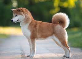 De Eigenzinnige Shiba Hond: Een Charmante Metgezel met Karakter