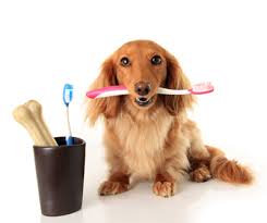 Het Belang van Tandenpoetsen voor de Gezondheid van uw Hond