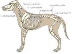 Alles Wat U Moet Weten Over Hernia bij Honden: Symptomen, Oorzaken en Behandeling