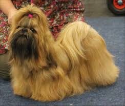 Alles wat u moet weten over de charmante Shih Tzu hond