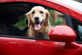 Veiligheid voorop: De Hond in de Auto – Tips en Richtlijnen