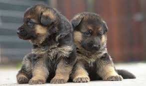 honden puppies