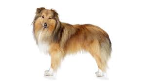 Alles wat je moet weten over de charmante Sheltie hond