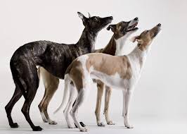 whippet hond