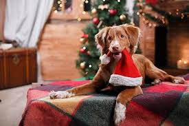 kerst hond