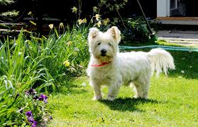 De Betovering van de Kleine Witte Hond