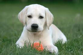 labrador hond