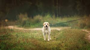 De Voordelen van een Lange Lijn voor Je Hond: Meer Bewegingsvrijheid en Controle