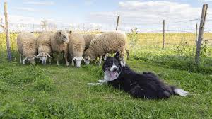 De Schapenherder en zijn Trouwe Hond