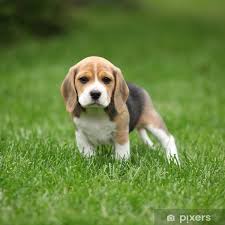 beagle pup