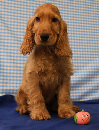 cocker spaniel pup