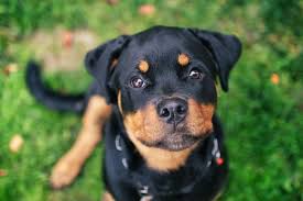 rottweiler pup