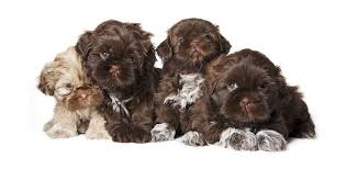 shih tzu pup