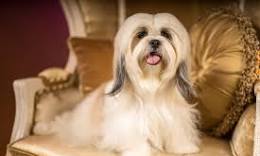 De Charmante Persoonlijkheid van de Shih Tzu: Een Hond Met Karakter