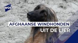 afghaanse hond