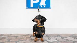 honden winkel