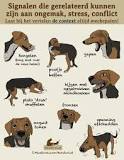 stress bij honden