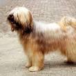 Alles wat u moet weten over de Tibetaanse Hond: Een Gids voor Liefhebbers van dit Prachtige Ras