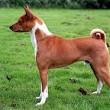 Ontdek de Unieke Basenji Hond: Een Fascinerend Ras zonder Blaf