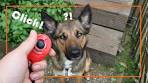 Effectieve Clickertraining voor een Gehoorzame Hond