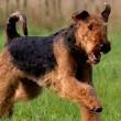 engelse hond