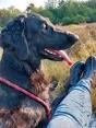 Schattige Flatcoated Retriever Pup: Een Liefdevolle Metgezel in de Dop