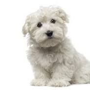 Schattige Maltezer Pups: Jouw Nieuwe Liefdevolle Metgezel