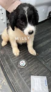 Schattige Pups Zoeken Liefdevol Thuis in Het Asiel