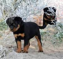 Rottweiler Pups in het Asiel: Op Zoek naar een Warm Thuis