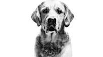 Hoogwaardige Voeding voor Uw Hond: Ontdek Royal Canin Hondenvoer