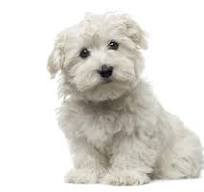 Betoverende Maltezer Puppy: Een Knuffelbaar Wonder