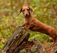 De schattigste hond: Een vierpotige charmeur die harten steelt
