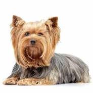 Alles wat u moet weten over de charmante Yorkshire hond