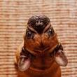 kindvriendelijke hond