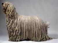 dweil hond