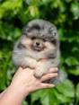 Schattige Dwergkees Pup: Een Pluizig Nieuw Gezinslid