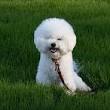 makkelijke hond