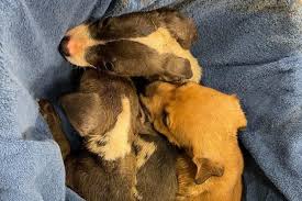 Ontmoet de Lieve Asiel Pups Die Wachten op Hun Gouden Mandje