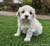 Prachtige Maltezer Shih Tzu: De Perfecte Mix van Liefde en Schoonheid