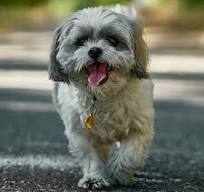 Schattige Shih Tzu Puppies: Jouw Nieuwe Pluizige Vrienden