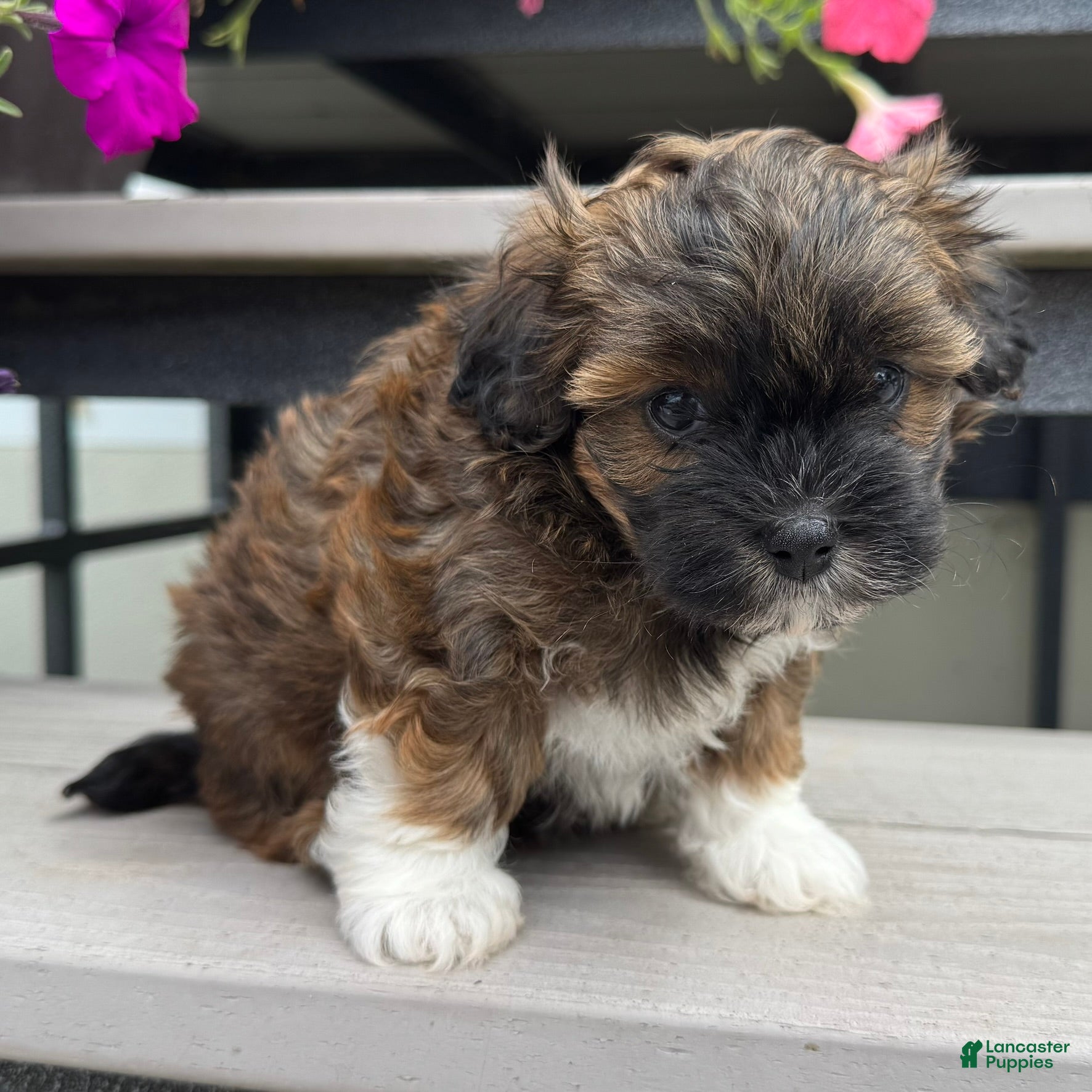 Alles Wat u Moet Weten Over Boomer Shih Tzu: Een Unieke Kruising Met Charisma