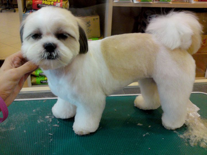 Ontdek de Betoverende Wereld van de Boomer x Shih Tzu Mix